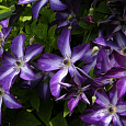 Клематис (Ломонос) гибридный Venosa Violacea