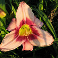 Лилейник гибридный Chicago heirloom Лилейник гибридный Chicago heirloom