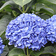 Гортензия крупнолистовая Эльбталь