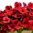 Петуния ампельная F1 Изи Вейв