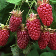 Малина ремонтантная Рубиновое Ожерелье Малина ремонтантная Рубиновое Ожерелье