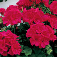Пеларгония зональная Булз Ай Черри