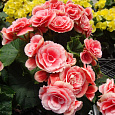 Бегония Клубневая Camelia