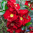Айва (Хеномелес) японская Red Joy