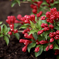 Вейгела гибридная ALL SUMMER RED 