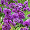 Лук  Purple Sensation