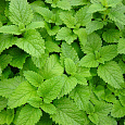 Мелисса (Лимонная мята) лекарственная Lemon Balm