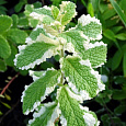Мята душистая Variegata 