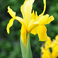 Ирис голландский Golden Beauty