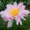 Пион молочноцветковый Pink Luau Пион молочноцветковый Pink Luau