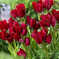 Тюльпан Букетный Wallflower Тюльпан Букетный Wallflower