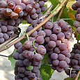 Виноград плодовый Канадис Виноград плодовый Канадис