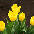 Тюльпан Йеллоу Кинг Тюльпан Йеллоу Кинг
