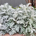 Цинерария Снежок