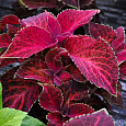 Колеус Визард Вельвет Ред