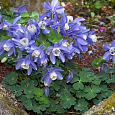 Аквилегия (Водосбор) голубая Music Blue and White Аквилегия (Водосбор) голубая Music Blue and White