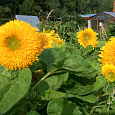 Подсолнечник однолетний Солнышко
