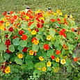 Настурция (Капуцин) обыкновенная Тутти-Фрутти