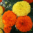 Бархатцы F1 Русский размер Бриллиант, смесь