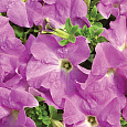 Петуния грандифлора Тритуния Лавендер