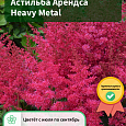 Астильба Арендса Heavy Metal