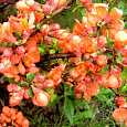 Айва (Хеномелес) превосходная Orange Trail