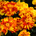 Бархатцы отклоненные Дуранго Болеро