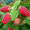Малина ремонтантная Рубиновое Ожерелье Малина ремонтантная Рубиновое Ожерелье
