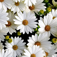 Остеоспермум Акилла Дэйзи Вайт