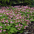 Герань (Аистов клюв) крупнокорневищная Ingwersen’s Variety