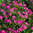 Герань (Аистов клюв) пепельная Splendens