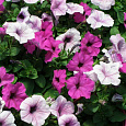 Петуния ампельная F1 Изи Вейв	Плам пуддинг микс