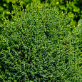 Можжевельник Hibernica Variegata