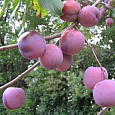 Слива  Кубанский карлик