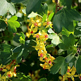 Смородина золотистая