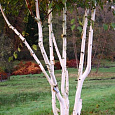 Берёза полезная Silver Shadow