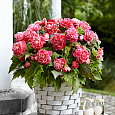 Бегония Клубневая Camelia