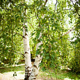 Береза повислая Лациниата
