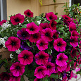 Петуния ампельная F1 Шок Вейв Дип Парпл