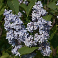 Сирень обыкновенная Небо Москвы на штамбе Сирень обыкновенная Небо Москвы на штамбе