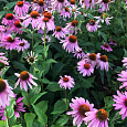 Эхинацея пурпурная Даблдекер Эхинацея пурпурная Даблдекер