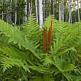 Чистоус (Осмунда) азиатский