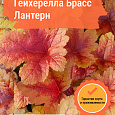 Гейхерелла Брасс Лантерн