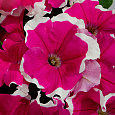 Петуния грандифлора Лимбо Джи Пи	Роуз Пикоти