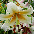 Лилия ОТ-гибрид Мистер Фисташ Лилия ОТ-гибрид Мистер Фисташ