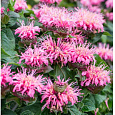 Монарда (Дикий бергамот) гибридная Bee-Lieve