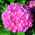 Гортензия крупнолистовая Мася