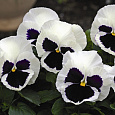 Виола крупноцветковая Маммот Гламoрама вайт Виола крупноцветковая Маммот Гламoрама вайт