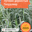 Луговик дернистый Голдшлеер