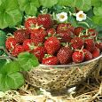 Земляника садовая Выставочная